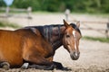 Horse lying in the stable outdoor Royalty Free Stock Photo