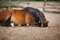 Horse lying in the stable outdoor Royalty Free Stock Photo