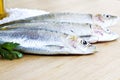 Horse mackerel Royalty Free Stock Photo