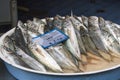Horse mackerel Royalty Free Stock Photo