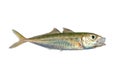 Horse mackerel or scad fish isolated on white background Royalty Free Stock Photo