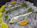 The pan cooking method is the most common.Horse mackerel is a species with thin teeth, large eyes, and a deeply forked and awned Royalty Free Stock Photo