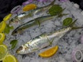 The pan cooking method is the most common.Horse mackerel is a species with thin teeth, large eyes, and a deeply forked and awned Royalty Free Stock Photo