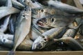 Horse Mackerels, tachurus trachurus, Fresh Fishes at Fishmonger`s shop Royalty Free Stock Photo