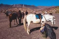 Horse is the main transportation for tourists visiting at mount Bromo