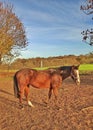 Horse Mammal Animal Autumn Trees Grass