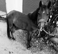 A horse mammal tied with a rope to the tree