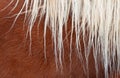 Horse mane Royalty Free Stock Photo