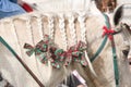 Horse mane braided Royalty Free Stock Photo