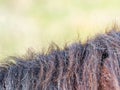 Horse mane close up in detail shows waves Royalty Free Stock Photo