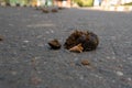 Horse manure excrement dung dirty animal organic shit road, for rural farm from dirt from waste metaphor, ground lay