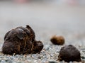 Horse manure on a gravel road Royalty Free Stock Photo