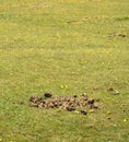 Horse manure in a green field