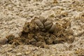 Horse manure heap lies on the ground fertilizer traditional Royalty Free Stock Photo