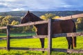 Horse on pasture in autumn season Royalty Free Stock Photo