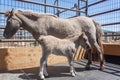 Horse Mare and Foal Head On Royalty Free Stock Photo