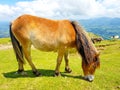 horse mare of the pottoka breed with her young. On Mount Larun, border Spain and France