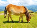 horse mare of the pottoka breed with her young. On Mount Larun, border Spain and France Royalty Free Stock Photo