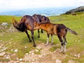 horse mare of the pottoka breed with her young. On Mount Larun, border Spain and France