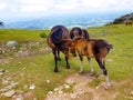 horse mare of the pottoka breed with her young. On Mount Larun, border Spain and France Royalty Free Stock Photo