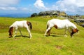 horse mare of the pottoka breed with her young. On Mount Larun, border Spain and France Royalty Free Stock Photo