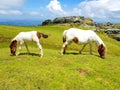 horse mare of the pottoka breed with her young. On Mount Larun, border Spain and France