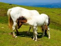 horse mare of the pottoka breed with her young. On Mount Larun, border Spain and France Royalty Free Stock Photo