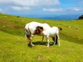 horse mare of the pottoka breed with her young. On Mount Larun, border Spain and France Royalty Free Stock Photo