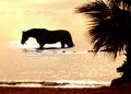 The horse in marine sunset Royalty Free Stock Photo