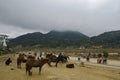 Horse market in Vietnam Royalty Free Stock Photo