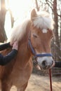 horse massage on farm during sunset. close-up of hands massaging Royalty Free Stock Photo