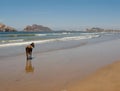 Horse on Mazatlan beach painting