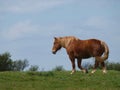 Horse In Meadow