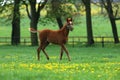 Horse on the meadow Royalty Free Stock Photo