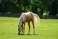 Horse meadow in Bad WÃÂ¼nnenberg