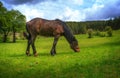 Horse in a meadow