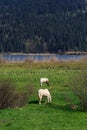 Horse in Meadow