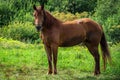 Horse on the meadow.