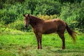 Horse on the meadow.