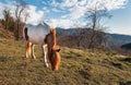 Horse in the meadow mountain Royalty Free Stock Photo