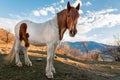 Horse in the meadow mountain Royalty Free Stock Photo