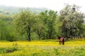 Horse. Meadow. Mountains. Adygea. Royalty Free Stock Photo