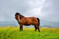 Horse on the meadow in the mountains. Royalty Free Stock Photo