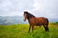 Horse on the meadow in the mountains. Royalty Free Stock Photo