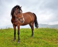 Horse on the meadow in the mountains. Foggy morning pasture Royalty Free Stock Photo