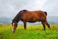 Horse on the meadow in the mountains. Foggy morning pasture Royalty Free Stock Photo