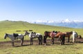 Horse in Meadow of Xinjiang, China