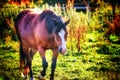 A horse in the meadows Royalty Free Stock Photo