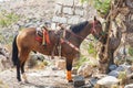 Horse in Mexico