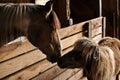 A horse and a miniture horse touching noses Royalty Free Stock Photo